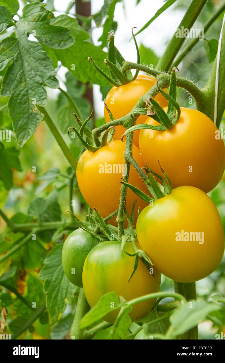 Wachsenden Zweig der gelbe Tomaten im Gemüsegarten Stockfoto