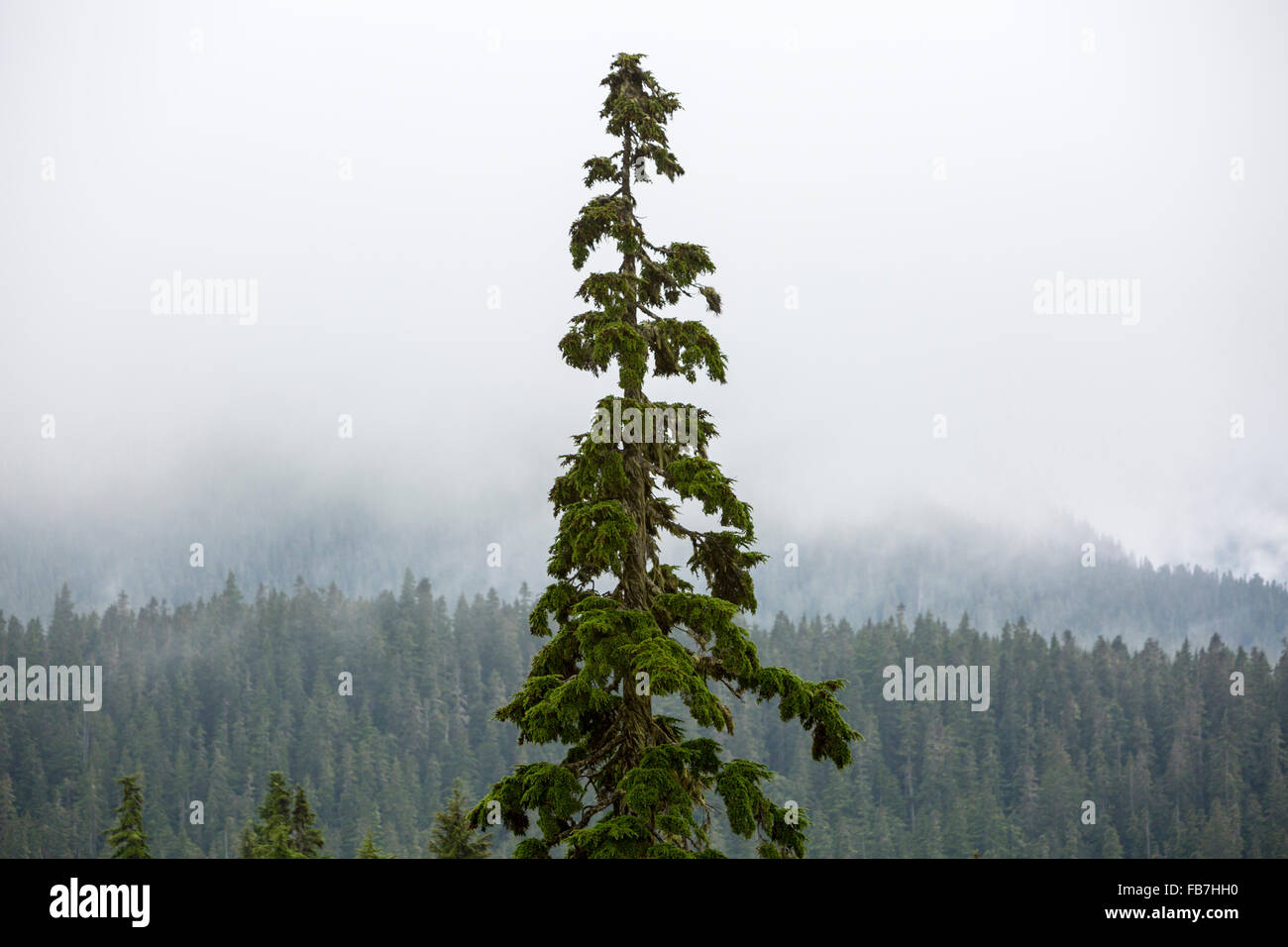 Nordamerika, Kanada, British Columbia, Vancouver Island, Mount Washington, Baum mit Moos an einem nebeligen Tag Stockfoto