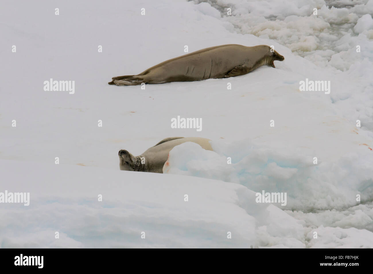 Erwachsenen Krabbe Esser Dichtungen auf dem Eis zu schweben in der Antarktis. Stockfoto