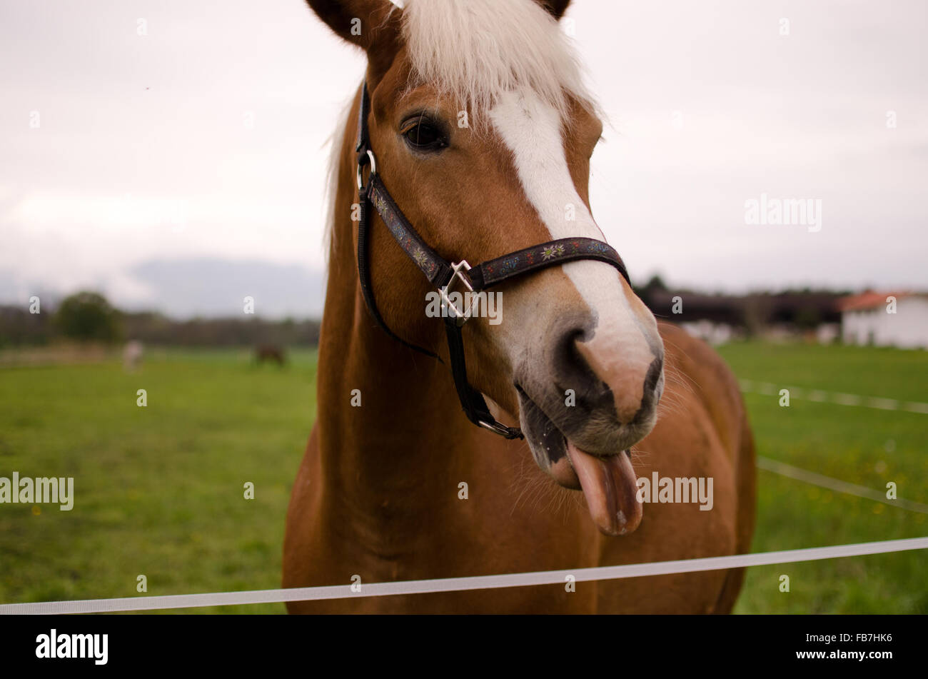 Bayerischen Pferd Stockfoto