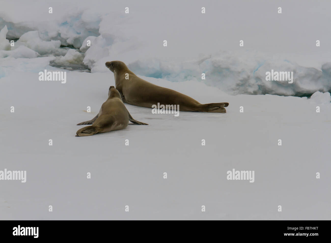 Eis-Schwimmer in der Antarktis mit Krabben Esser Dichtungen. Stockfoto