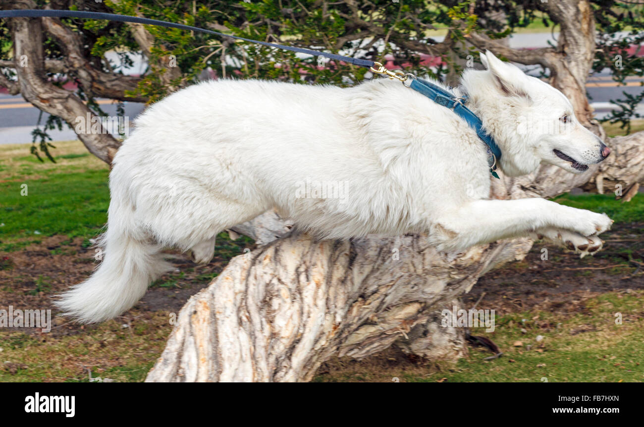 Weiße Schäferhund scheint zu Lächeln, als sie springt Stockfoto