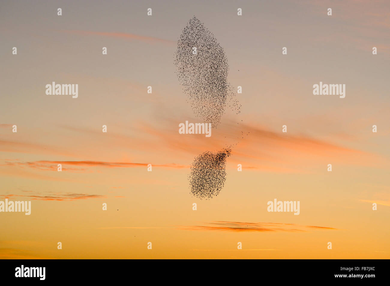 Starling Herde (Sturnus Vulgaris) bei Sonnenuntergang mit Wanderfalke (Falco Peregrinus) fliegen neben der Herde, Gruppierung in der s Stockfoto