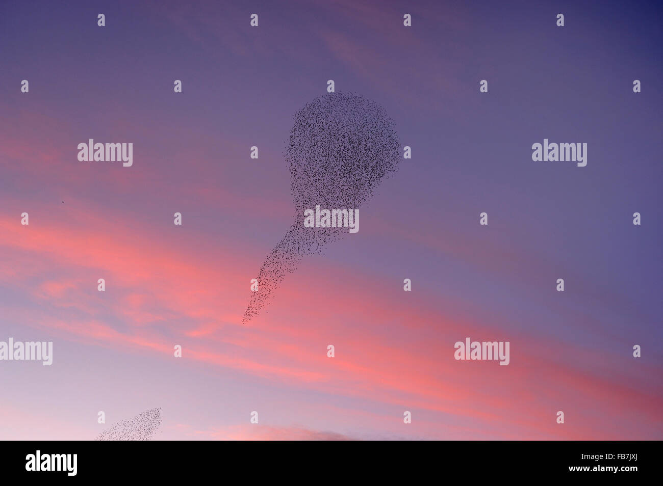 Starling strömen (Sturnus Vulgaris) bei Sonnenuntergang, in den Himmel, die durch Anwesenheit von Raubtieren, mit rosa Sonnenuntergang Farben RSPB gruppieren Stockfoto