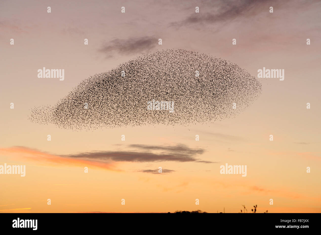 Starling strömen (Sturnus Vulgaris) bei Sonnenuntergang, in den Himmel, die durch Anwesenheit von Raubtieren, mit rosa Sonnenuntergang Farben gruppieren, Stockfoto