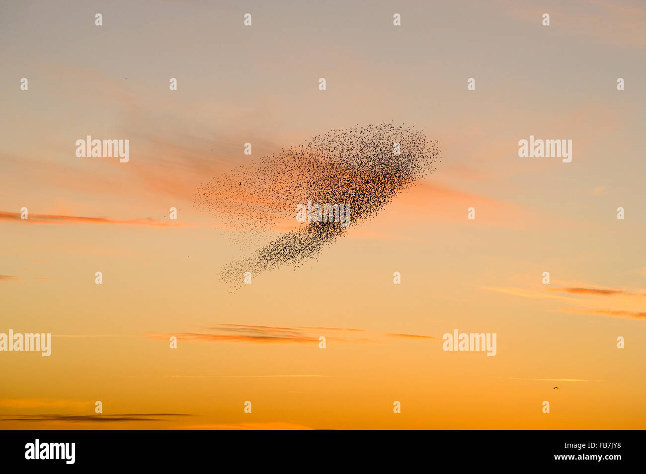 Starling Herde (Sturnus Vulgaris) bei Sonnenuntergang mit Rohrweihe und Wanderfalken fliegen unter der Herde. Stockfoto