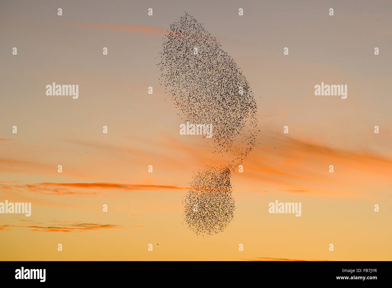 Starling Herde (Sturnus Vulgaris) bei Sonnenuntergang mit Rohrweihen (Circus Aeruginosus) fliegen in der Nähe der Herde Stockfoto