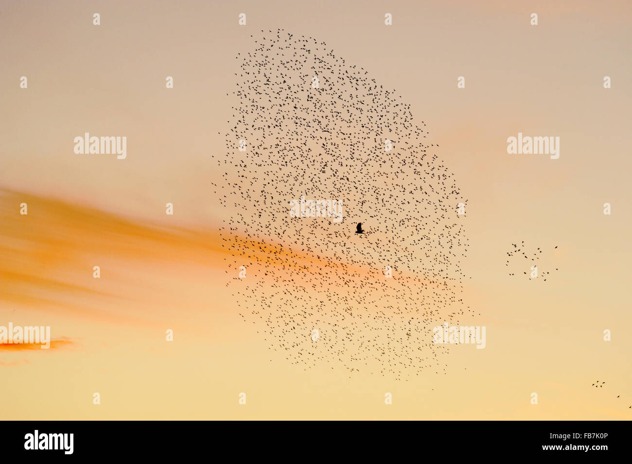 Starling Herde (Sturnus Vulgaris) bei Sonnenuntergang mit Rohrweihe (Circus Aeruginosus) fliegen durch die Herde Stockfoto