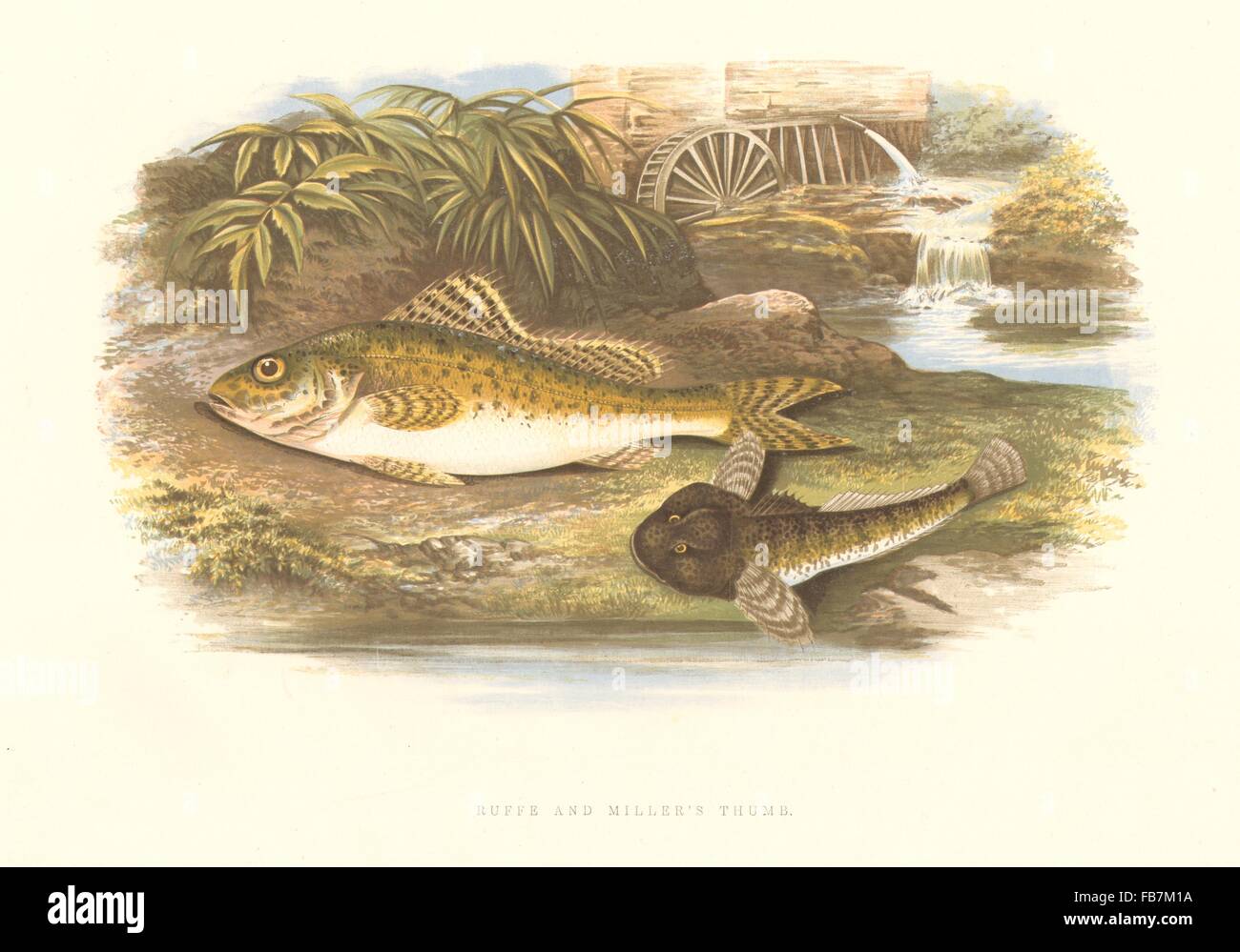 Fisch: Kaulbarsch Miller Thumb(Acerina cernua,Cottus gobio)-Houghton / Lydon, 1879 Stockfoto