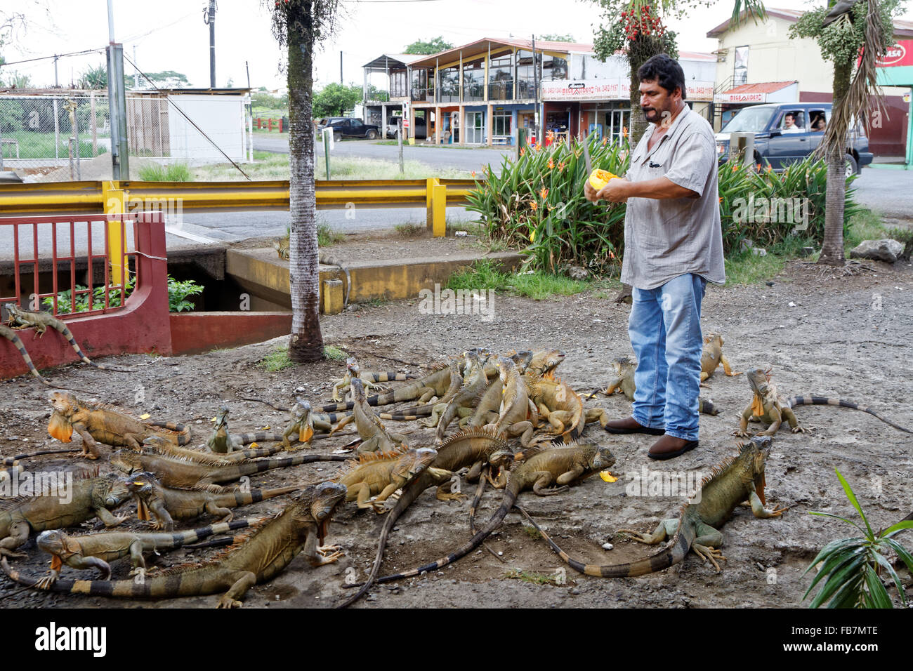 Ein Mann ernährt sich eine große Anzahl von Grüne Leguane (Iguana Iguana), auch bekannt als gemeinsame Leguan oder amerikanischen Leguan in Costa Rica. Stockfoto