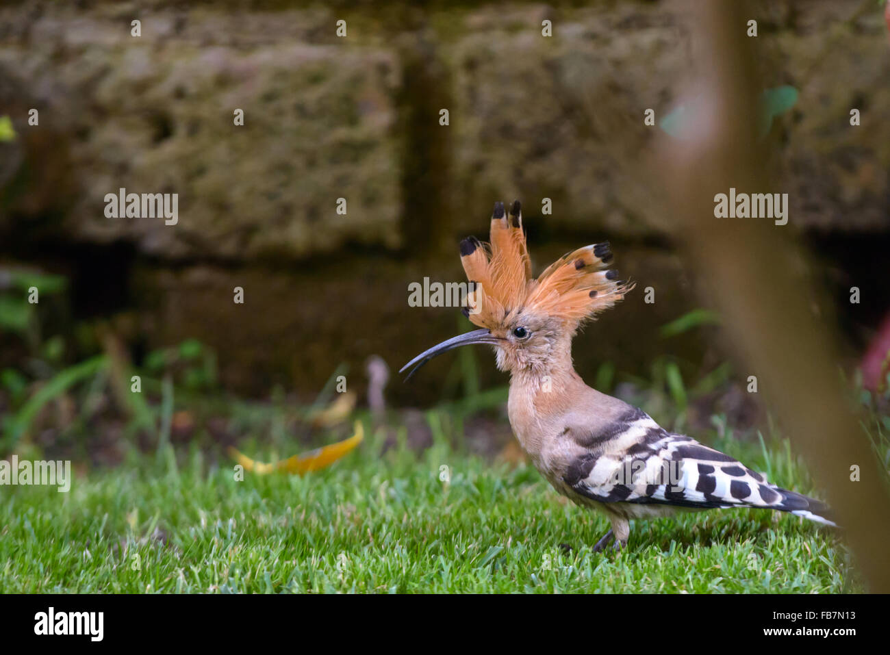Serching Fotos und Bildmaterial in hoher Auflösung Alamy