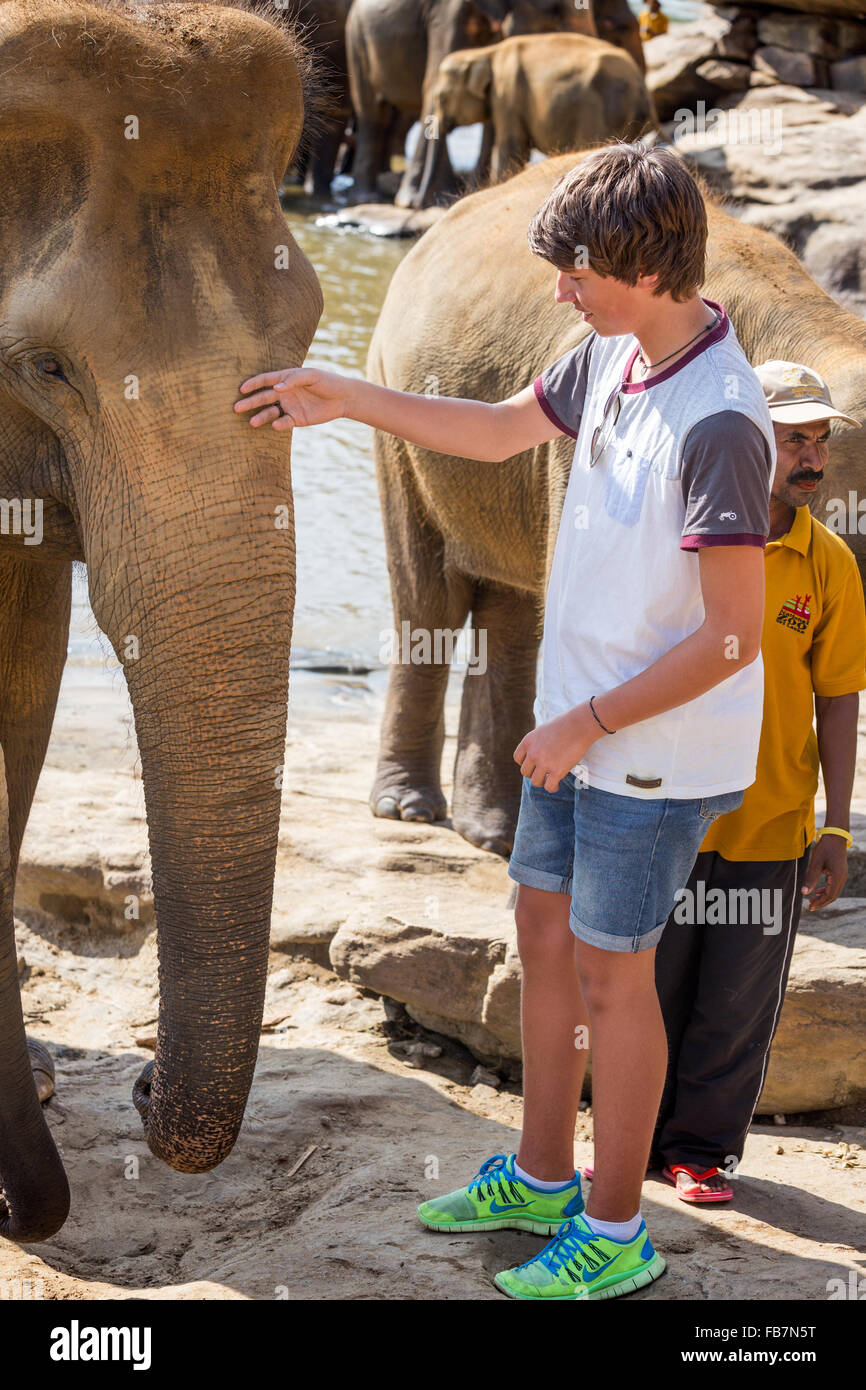 Asiatische Elefanten im Fluss, Pinnawala Elephant Orphanage, Kegalle, Sri Lanka Stockfoto
