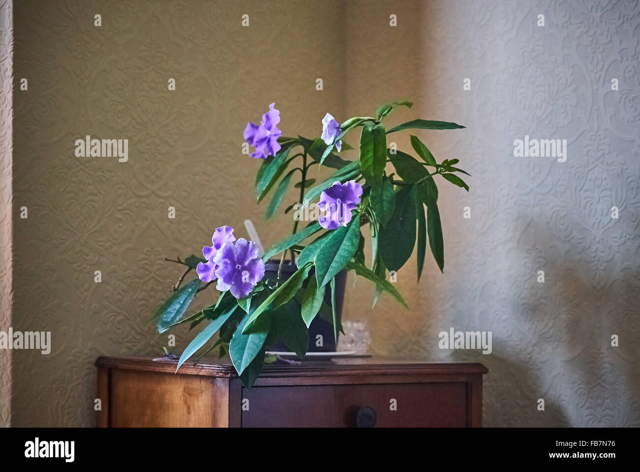 Brunfelsia-Anlage in Blüte Stockfoto