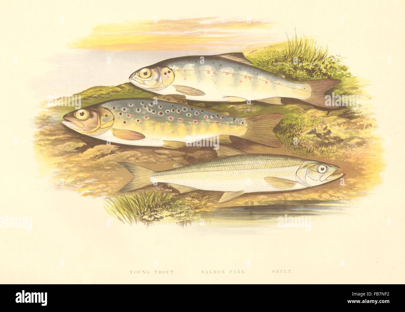 Fisch: Young Trout.Salmon Parr.Smelt. (Osmerus Eperlanus)-Houghton / Lydon, 1879 Stockfoto