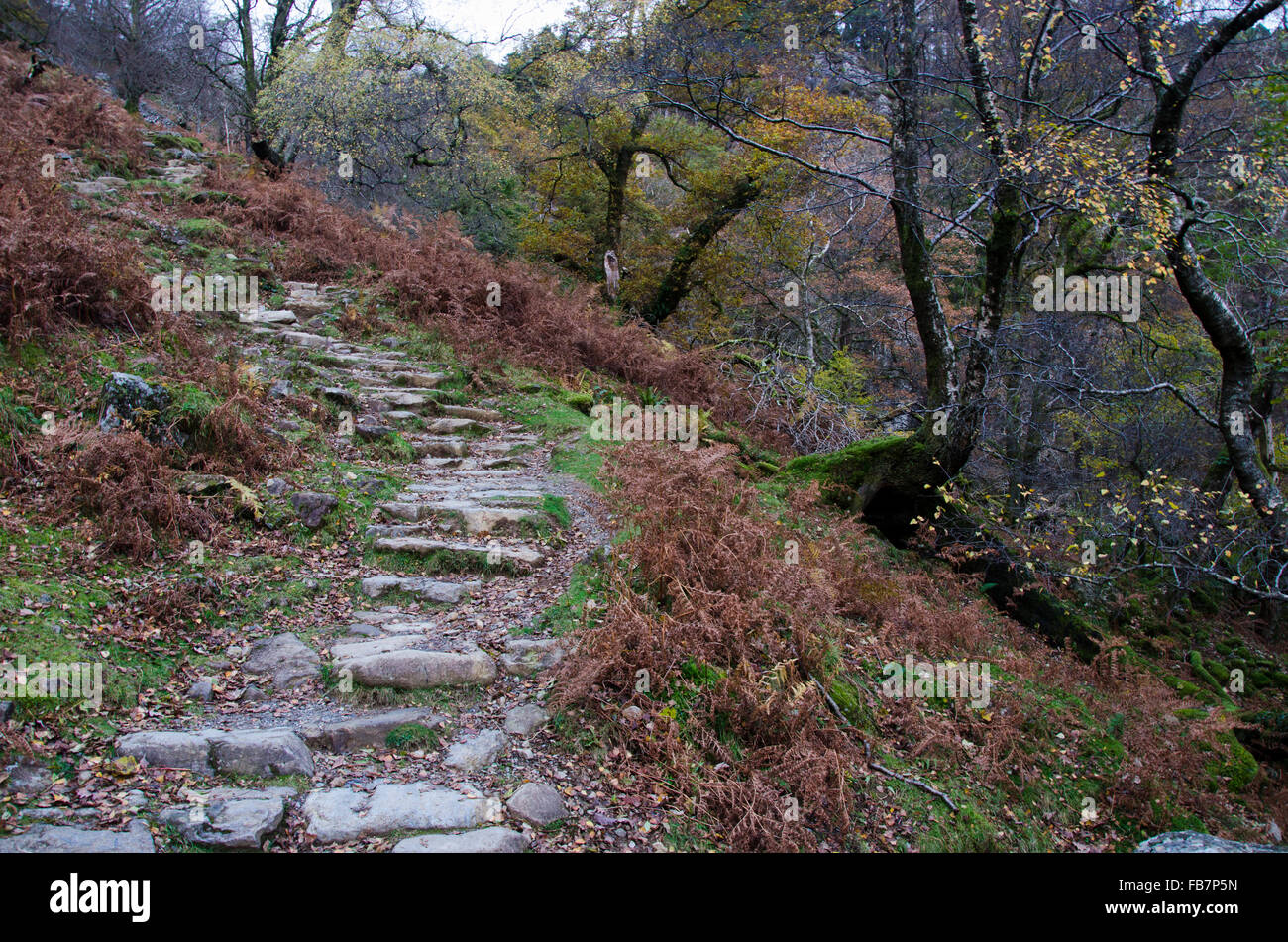 Unregelmäßige Steinstufen erklimmen einen Hügel auf einem Wanderweg in Cadair Idris, Wales. Stockfoto