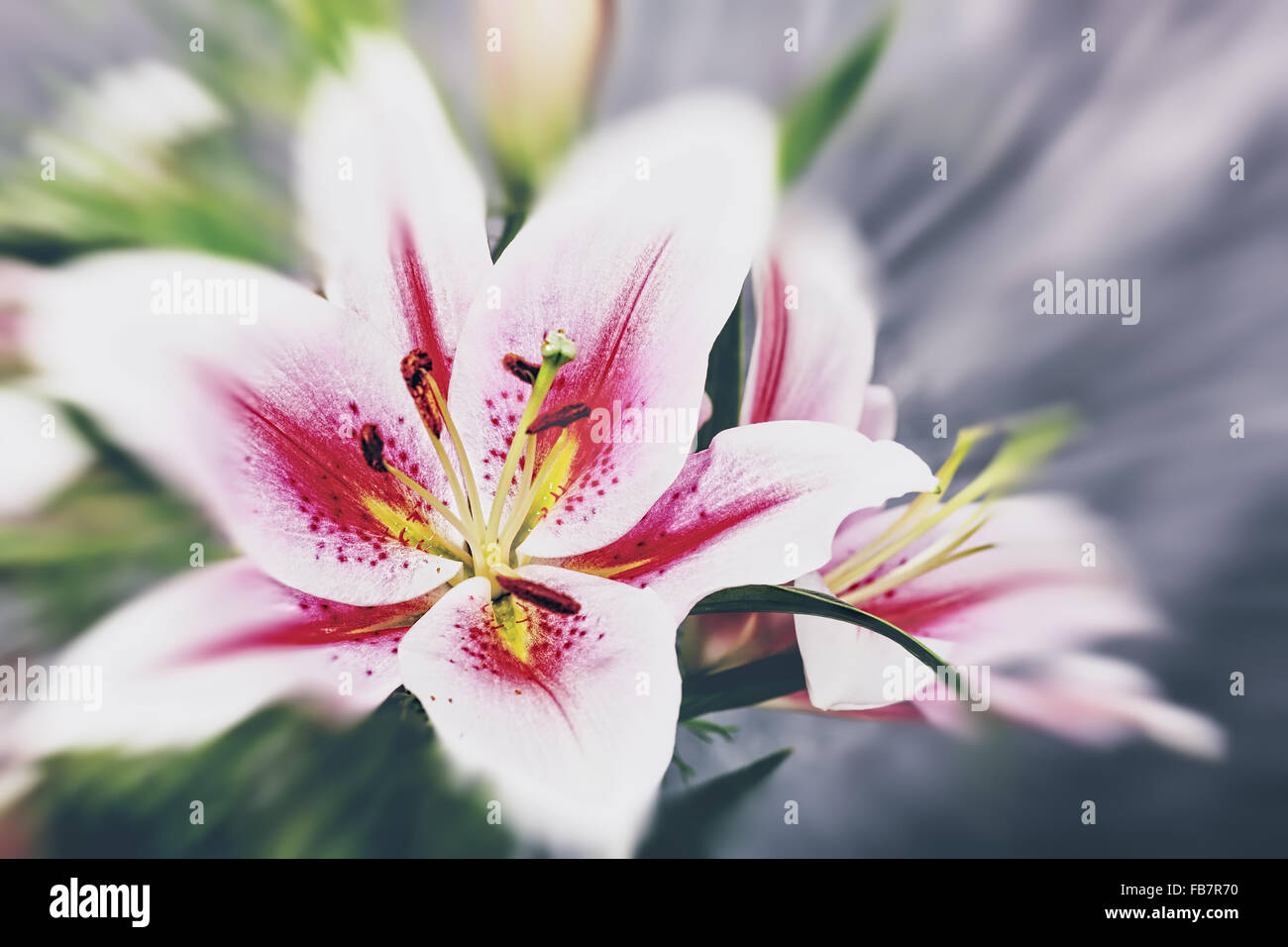 Schönheit Lilie Blume, natürliche abstrakt Stockfoto