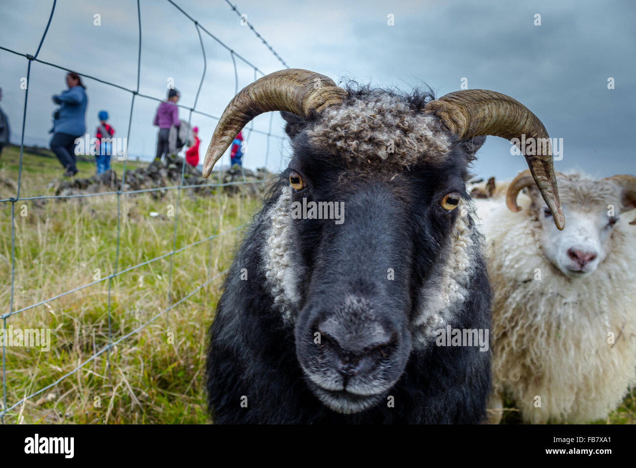 Schafe und Menschen in Island Stockfoto