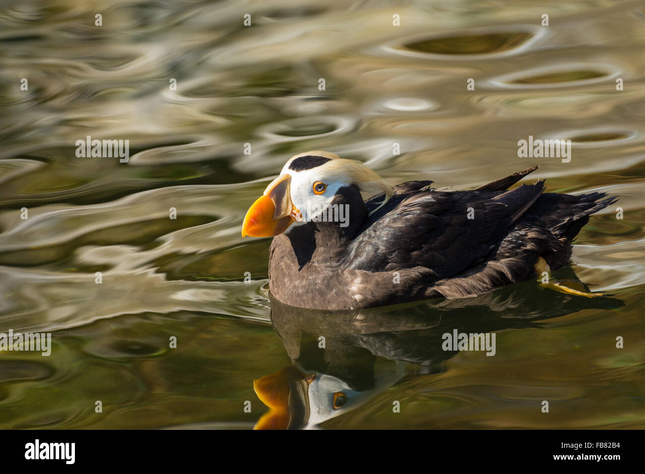 Getuftete Papageientaucher (Fatercula Cirrhata) Schwimmen im Oregon Coast Aquarium, Newport, Oregon Stockfoto