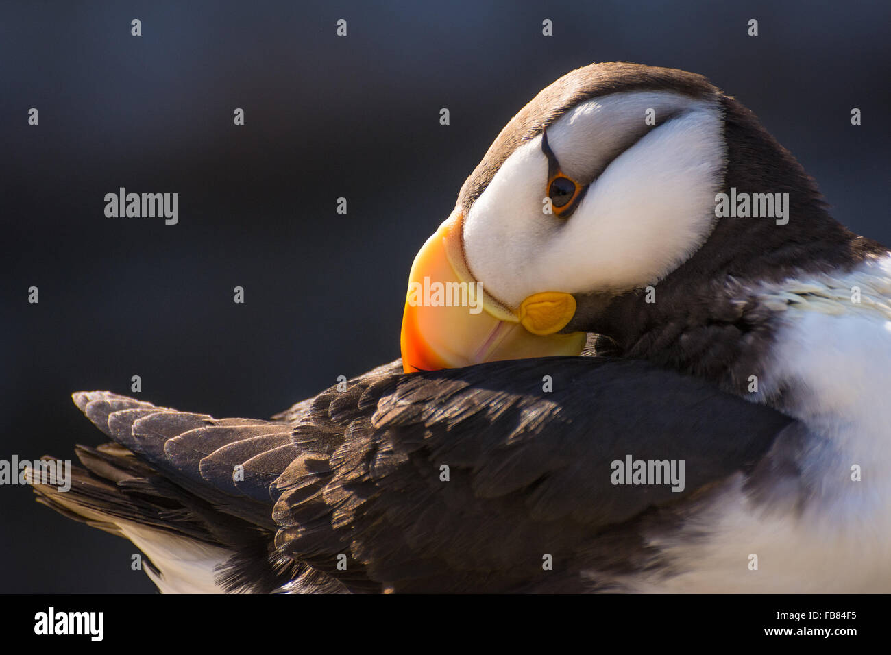 Gehörnte Papageientaucher (Fratercula Corniculata) an die Oregon Coast Aquarium, Newport, Oregon Stockfoto
