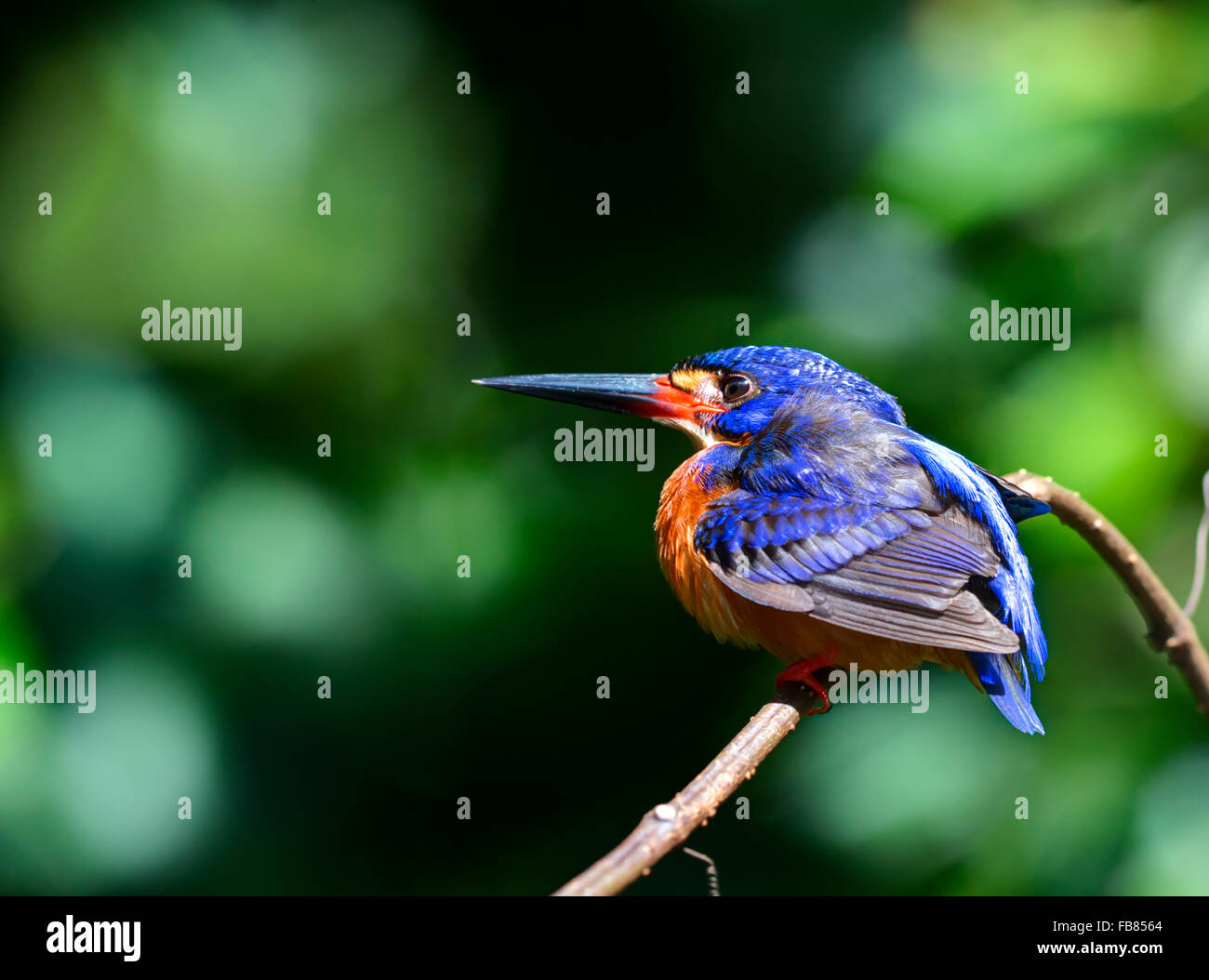 Schwarz-capped Kingfisher (Halcyon Pileata) Stockfoto