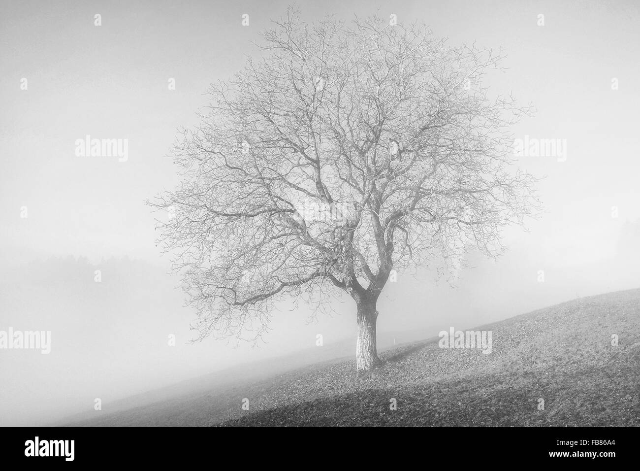 Buche (Fagus SP.) im Herbst Nebel, Thüringen, Vorarlberg, Österreich Stockfoto
