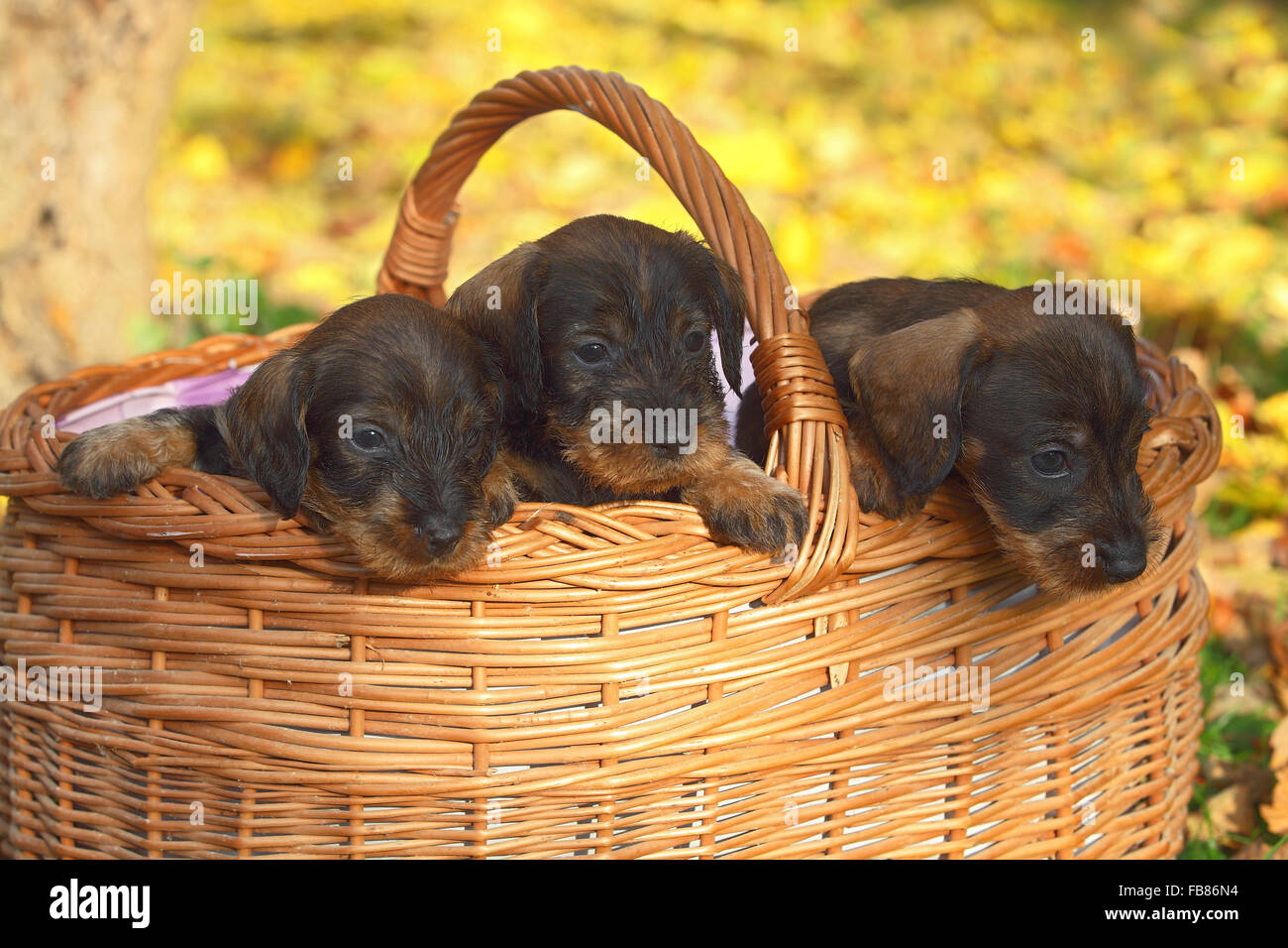 Dackel (Canis Lupus Familiaris) Welpen sitzen in Korb, Deutschland Stockfoto