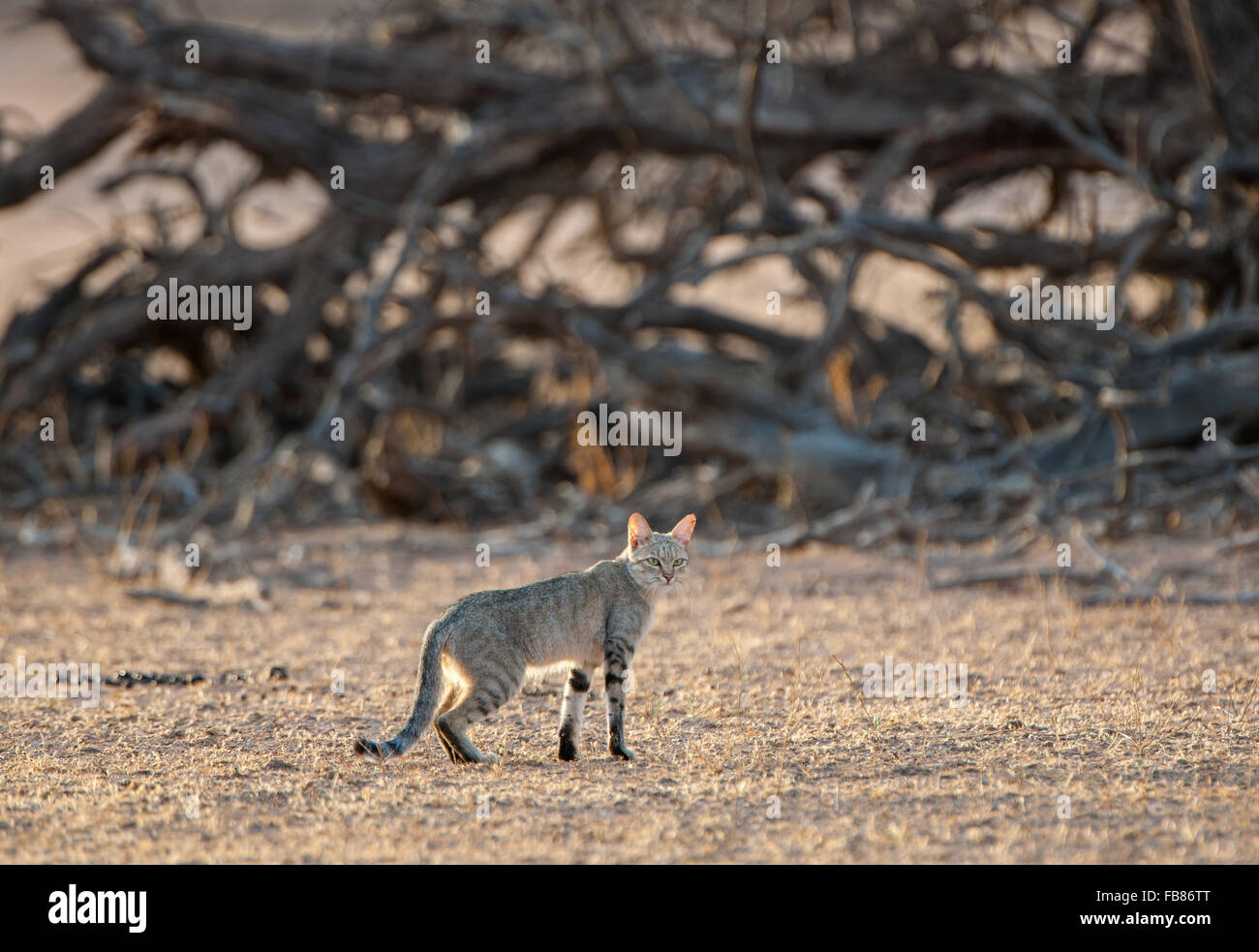 Afrikanische Wildkatze (Felis Lybica), Mutter, Kgalagadi Transfrontier Park, Northern Cape, Südafrika Stockfoto