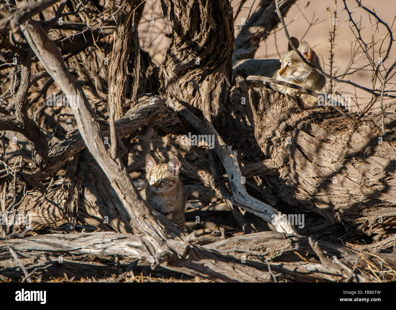 Afrikanische Wildkatze (Felis Lybica), Mutter und jung, getarnt in Baum, Kgalagadi Transfrontier Park, Northern Cape, Südafrika Stockfoto