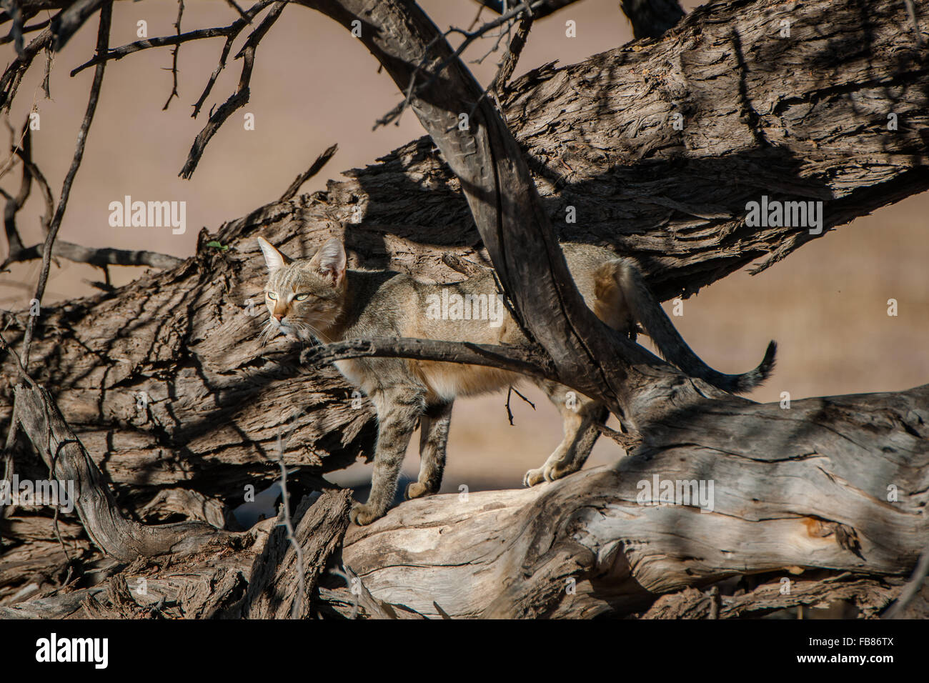 Afrikanische Wildkatze (Felis Lybica), Mutter, Kgalagadi Transfrontier Park, Northern Cape, Südafrika Stockfoto