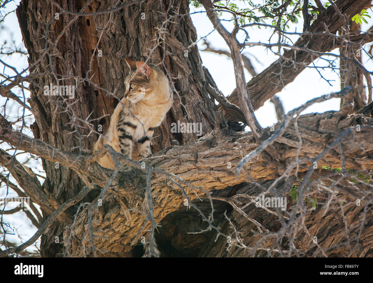 Afrikanische Wildkatze (Felis Lybica) sitzt im Baum, Kgalagadi Transfrontier Park, Northern Cape, Südafrika Stockfoto