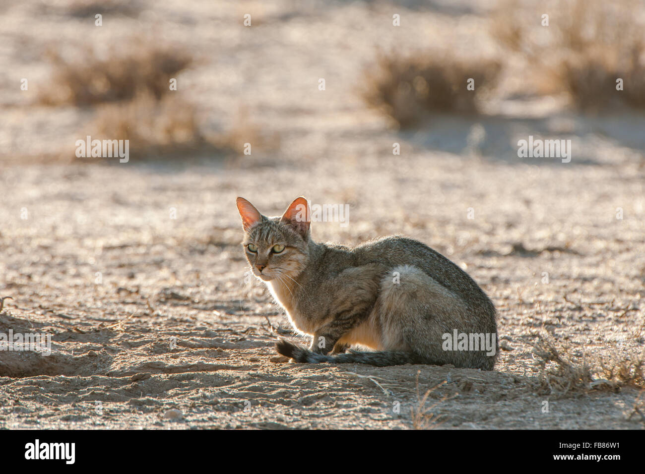 Afrikanische Wildkatze (Felis Lybica) sitzen am Boden, Kgalagadi Transfrontier Park, Northern Cape, Südafrika Stockfoto