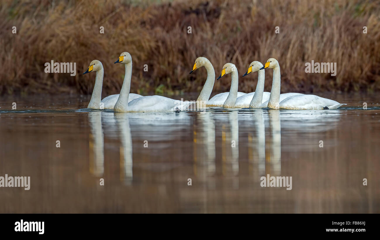 Singschwäne (Cygnus Cygnus) in Wasser, winter Besucher, mittlere Elbe-Biosphärenreservat, Sachsen-Anhalt, Deutschland Stockfoto
