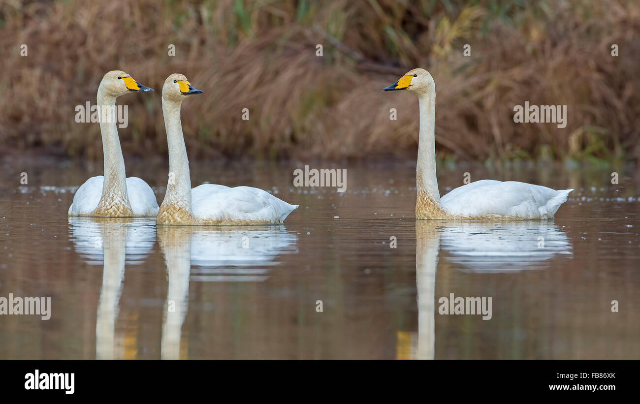 Singschwäne (Cygnus Cygnus) in Wasser, winter Besucher, mittlere Elbe-Biosphärenreservat, Sachsen-Anhalt, Deutschland Stockfoto