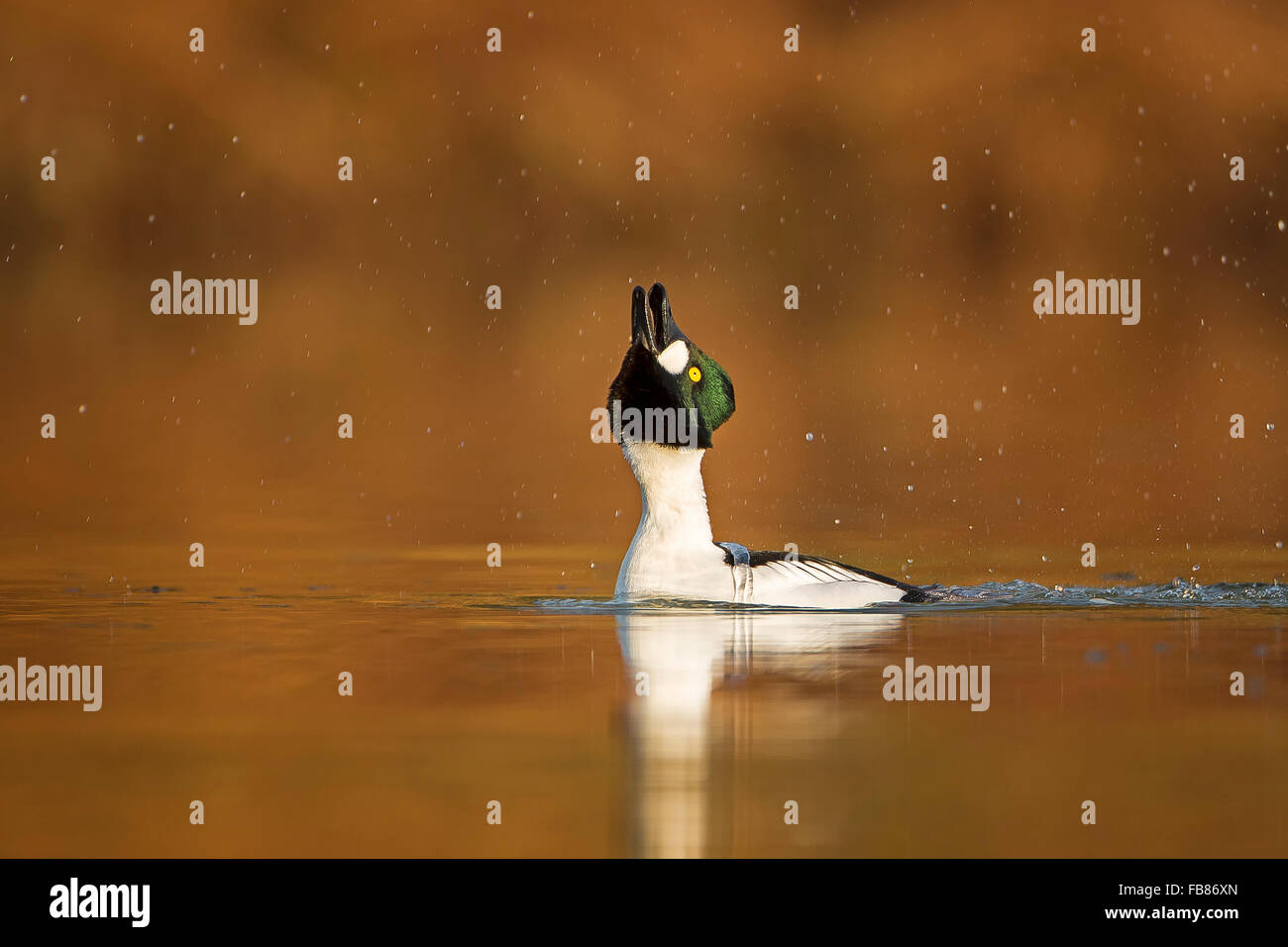 Schellenten (Bucephala Clangula), männliche in Wasser, Balz, mittlere Elbe-Biosphärenreservat, Sachsen-Anhalt, Deutschland Stockfoto