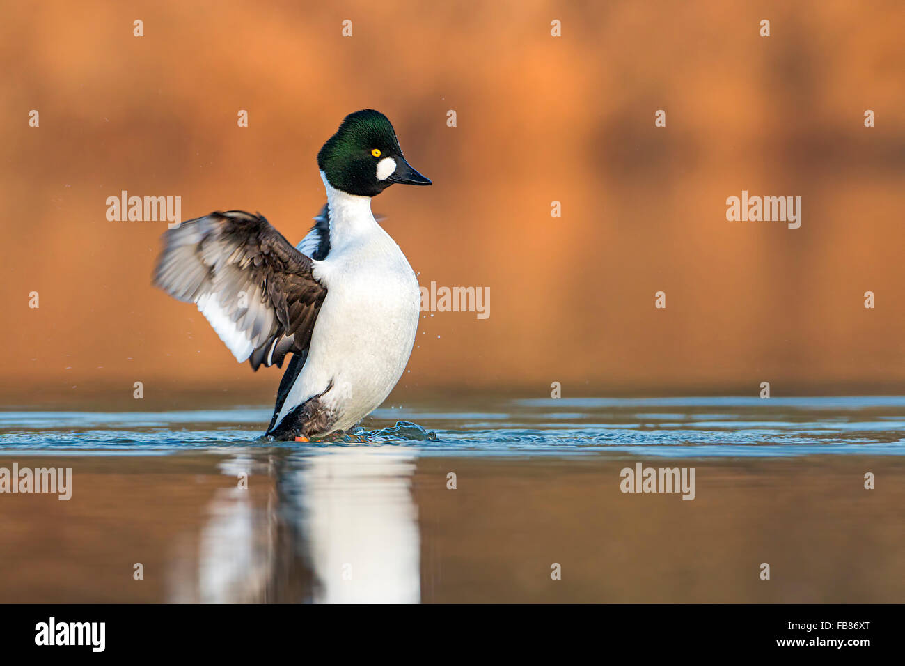 Schellenten (Bucephala Clangula) in Wasser, männlich mit Flügeln, mittlere Elbe-Biosphärenreservat, Sachsen-Anhalt, Deutschland Stockfoto
