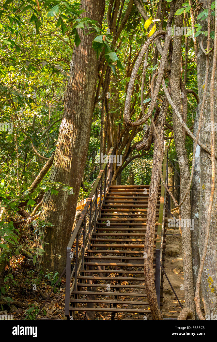 Dschungel-Treppe. Stockfoto