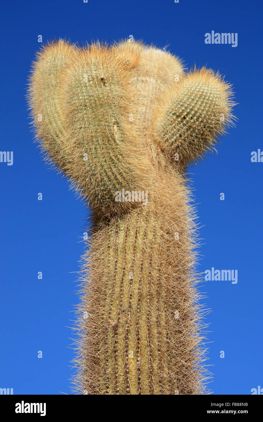 großen Kaktus auf Insel Incahuasi, Bolivien Stockfoto