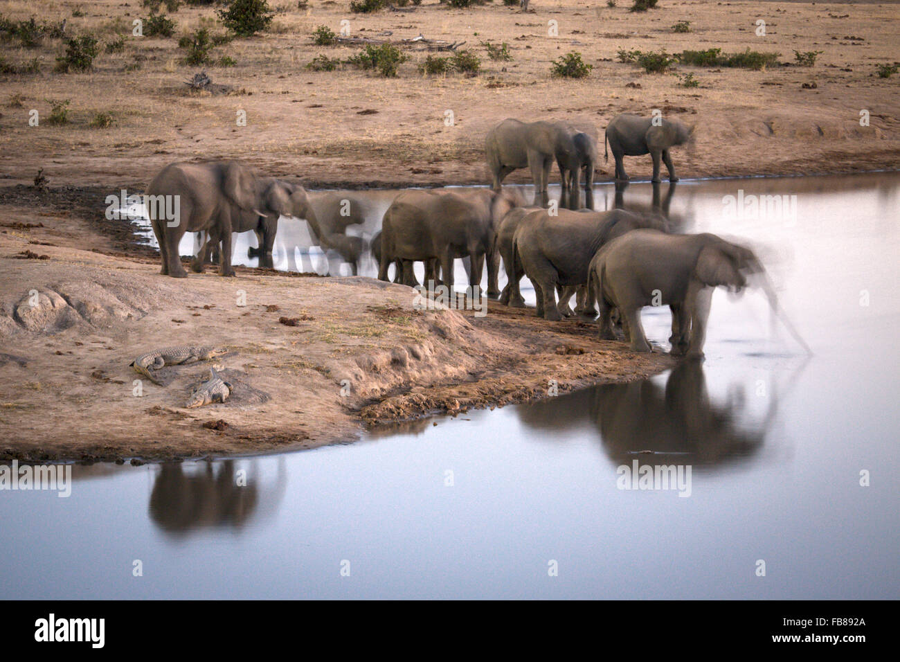 Elefant im Hwange-Nationalpark Simbabwe Stockfoto