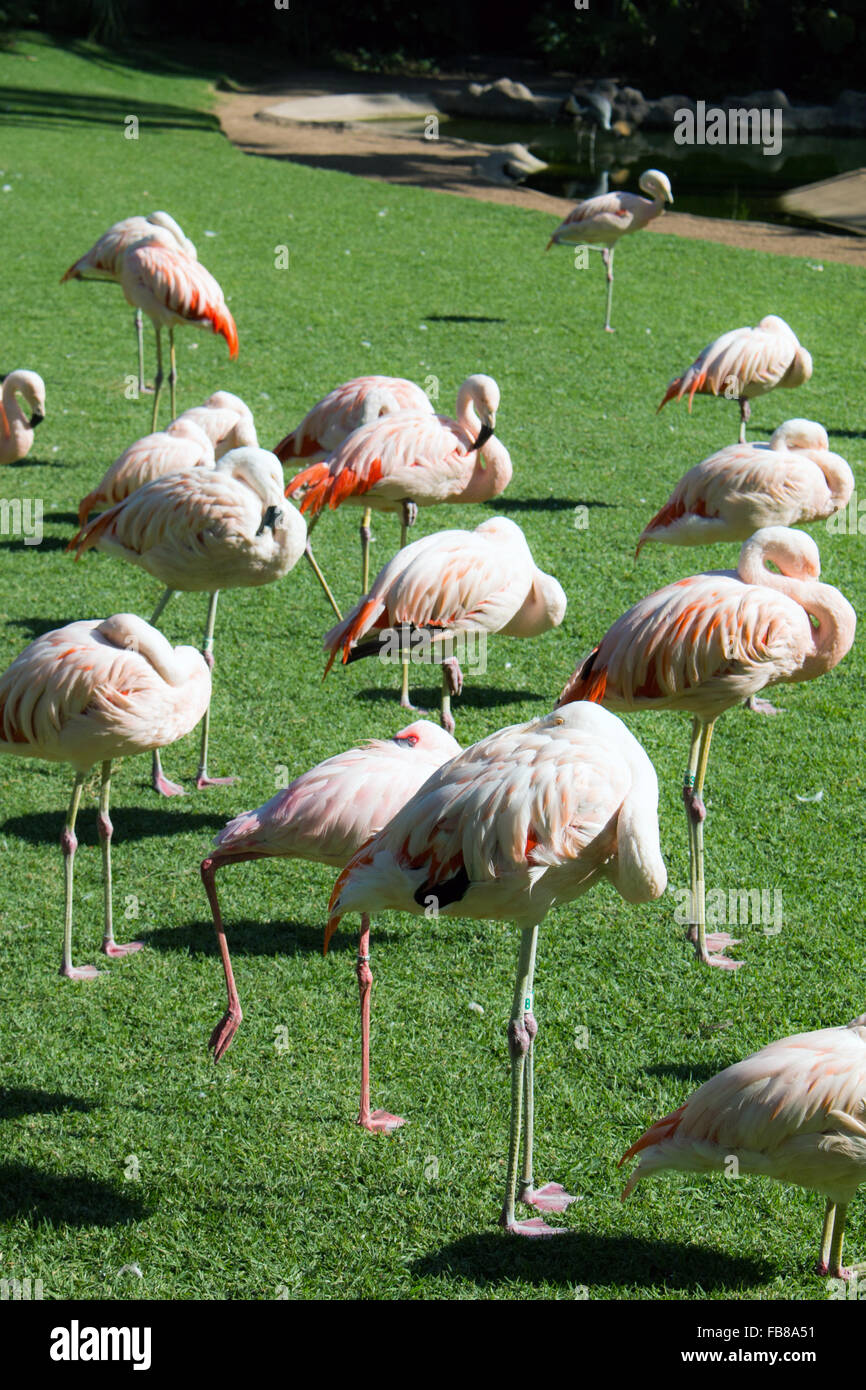 Gruppe von zart rosa Farbe Afrikaner Vogel Flamingos stehen auf dem grünen Rasen Stockfoto