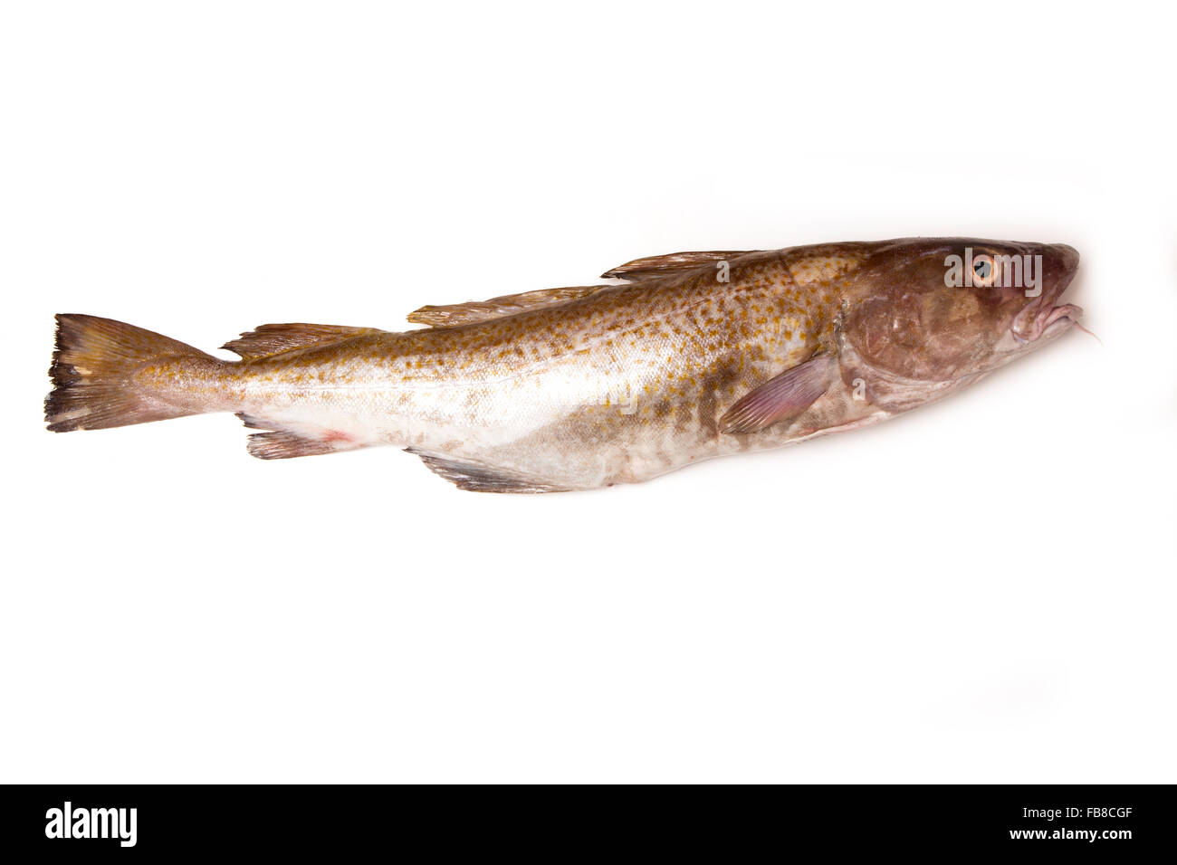 Ganze große 2kg Kabeljau (Gadus Morrhua) Fisch, isoliert auf einem weißen Studio-Hintergrund. Stockfoto