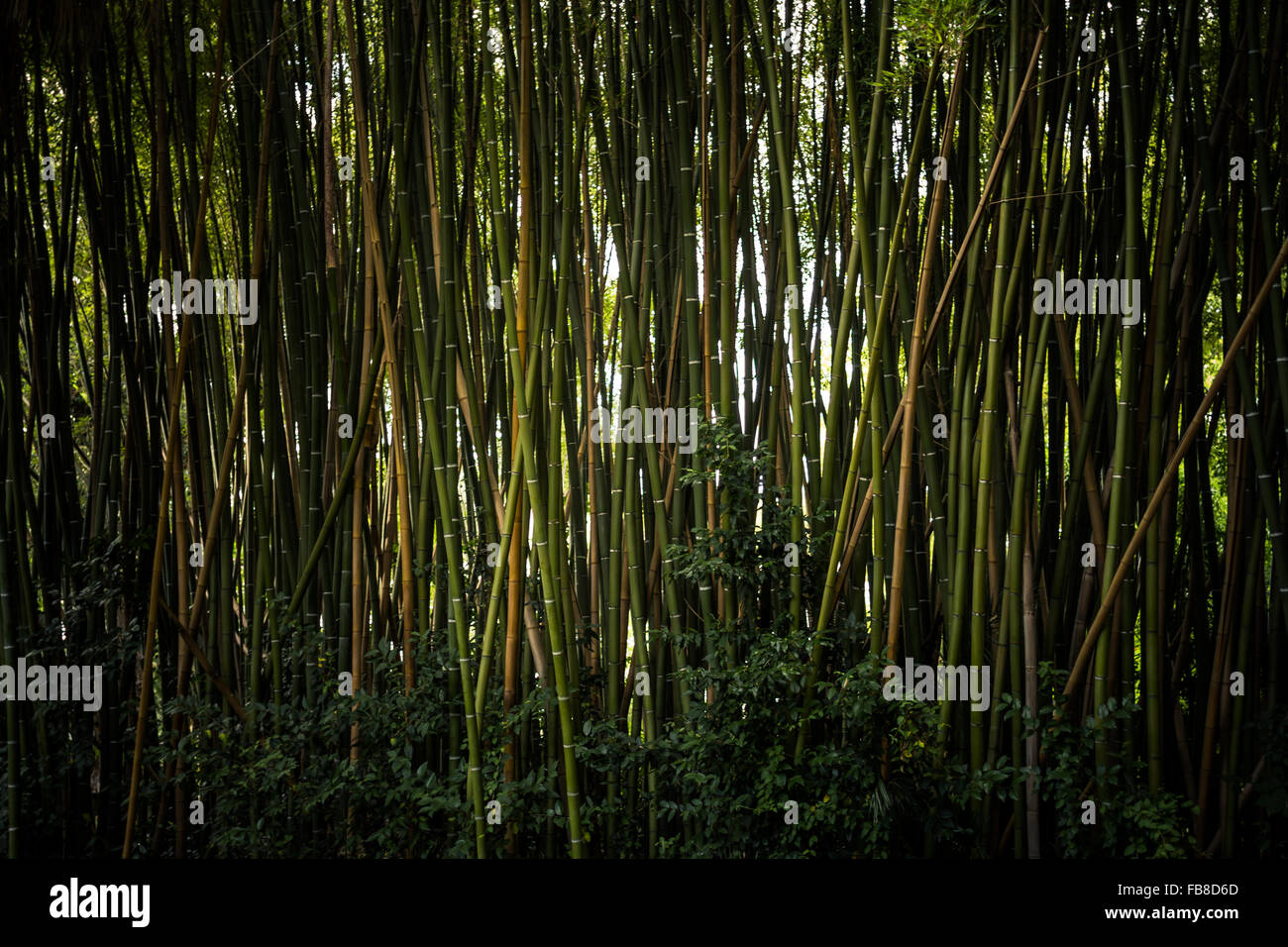 Ein Bambuswald im Botanischen Garten von Pisa Stockfoto