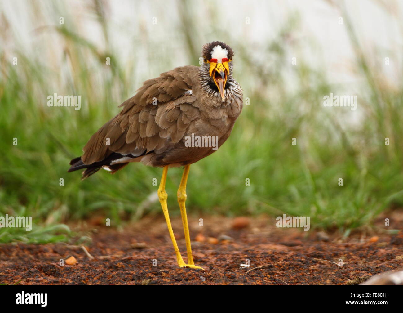 Kiebitz herausziehen der Zunge bei mir auf der Masai Mara Stockfoto