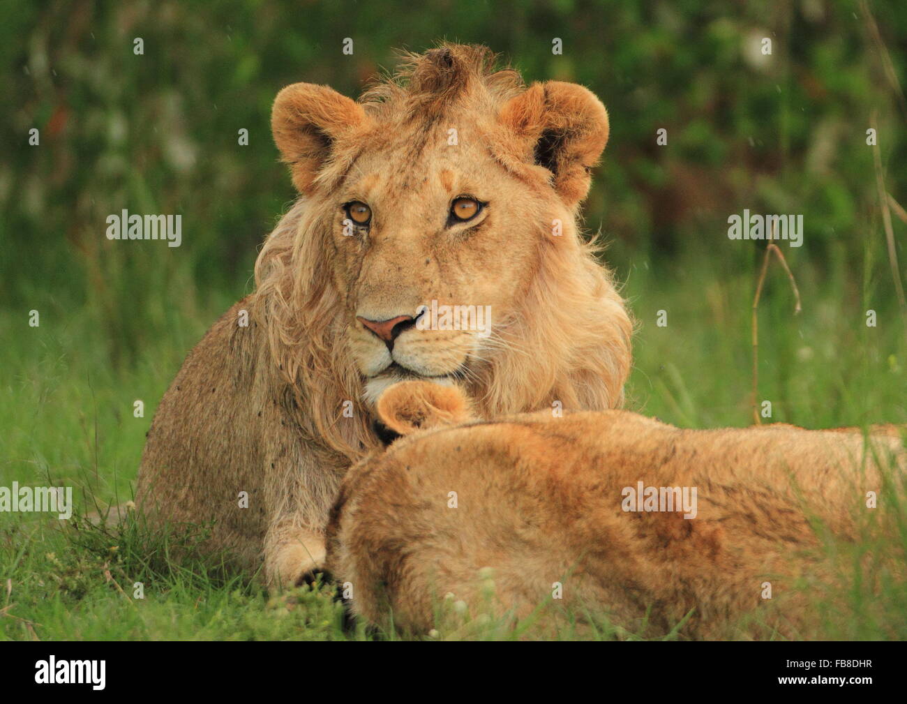 Jugendlichen männlichen Löwen mit seiner Familie entspannend Stockfoto