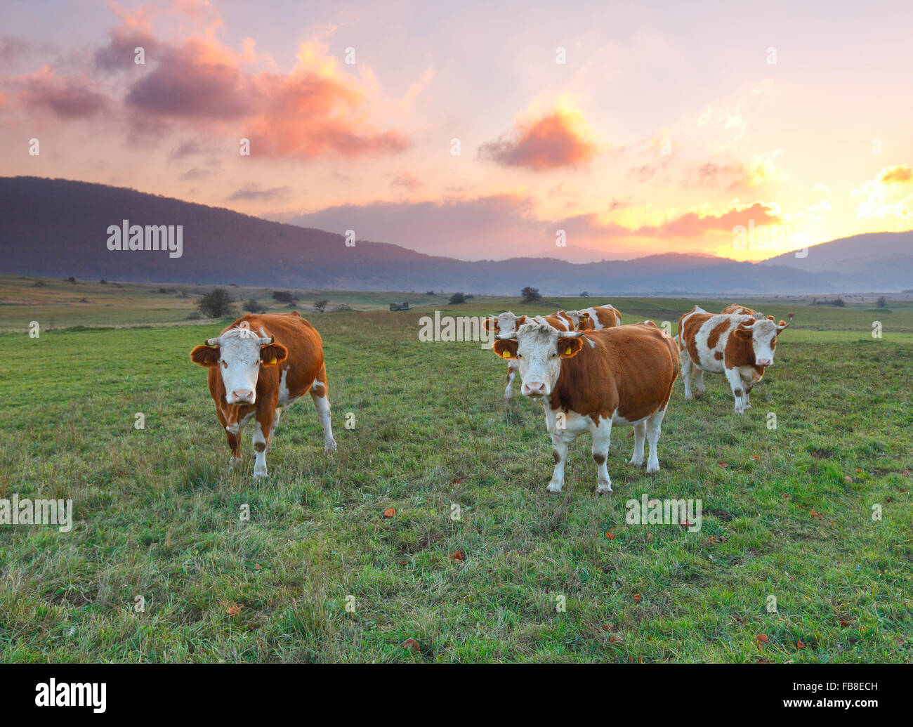 Kühe auf der Wiese bei Sonnenuntergang Stockfoto