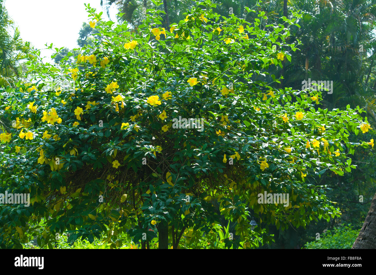 leuchtend gelb blühenden Busch Kampis, eine Pflanze, ein Busch, Blumen, Kampis, Flora von Indien, Blüte, gelbe Blüten, die Natur Stockfoto