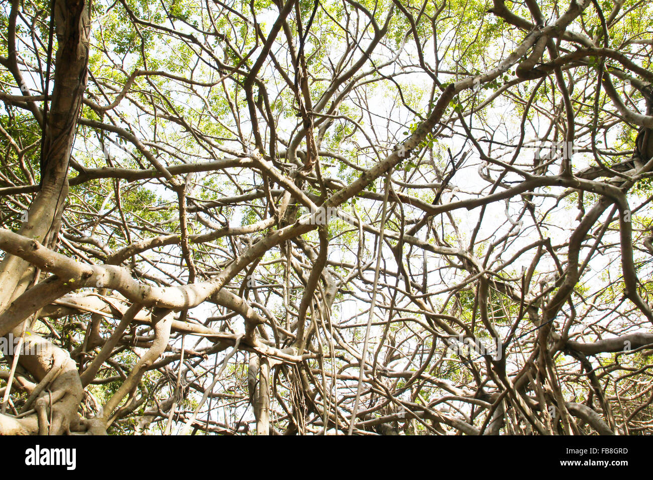 Laube von alten Banyan-Baum Stockfoto