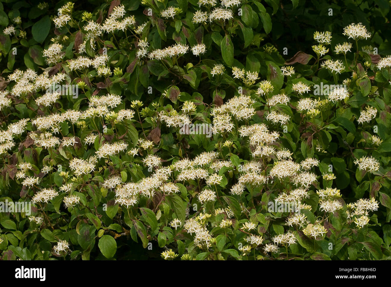 Gemeinsamen Hartriegel, Dogberry, Blutroter Hartriegel, Cornus sanguineaund, Cornouiller sanguin Stockfoto