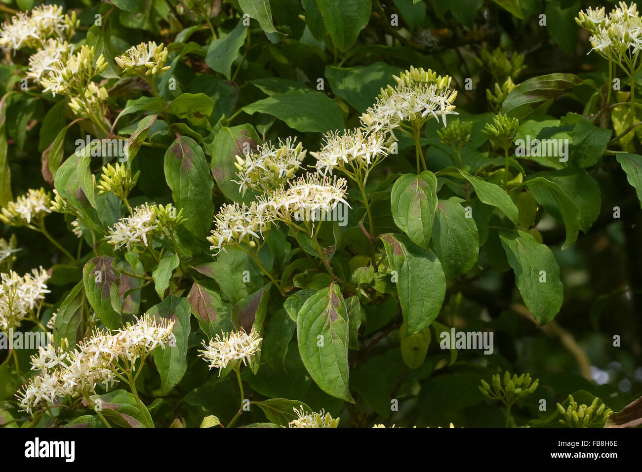 Gemeinsamen Hartriegel, Dogberry, Blutroter Hartriegel, Cornus sanguineaund, Cornouiller sanguin Stockfoto