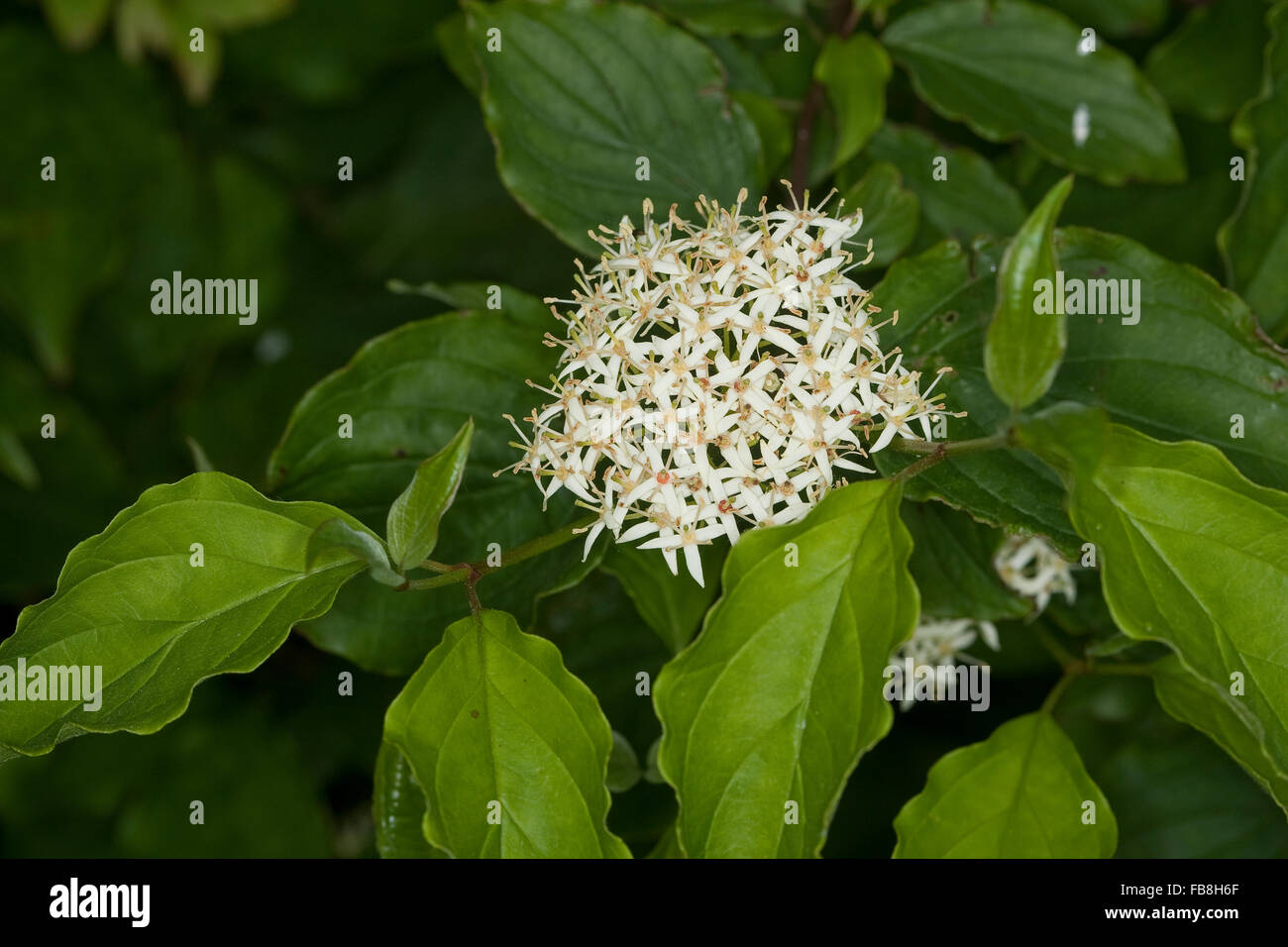 Gemeinsamen Hartriegel, Dogberry, Blutroter Hartriegel, Cornus sanguineaund, Cornouiller sanguin Stockfoto