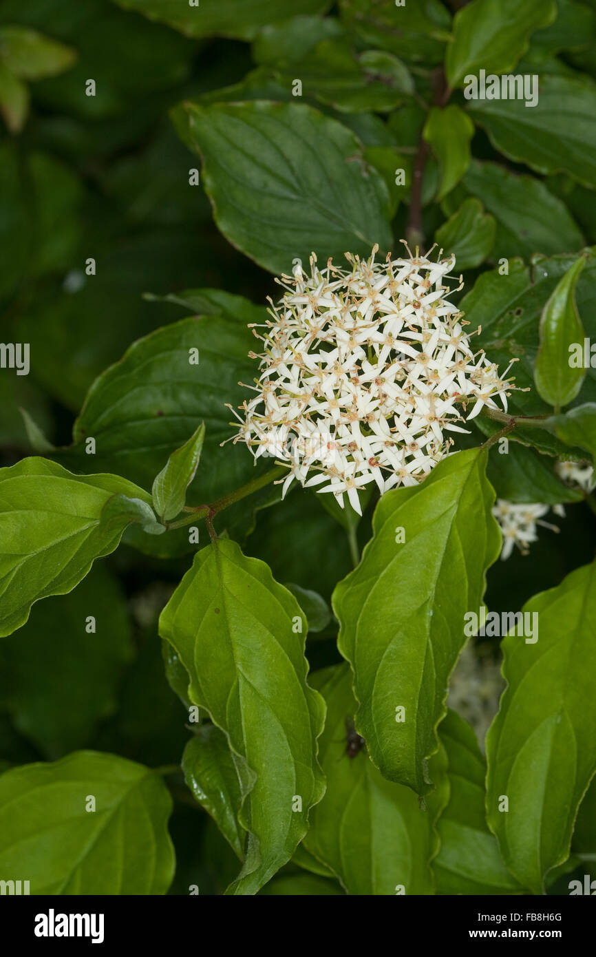 Gemeinsamen Hartriegel, Dogberry, Blutroter Hartriegel, Cornus sanguineaund, Cornouiller sanguin Stockfoto